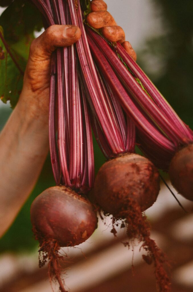 Three beetroots in the hand of a person
