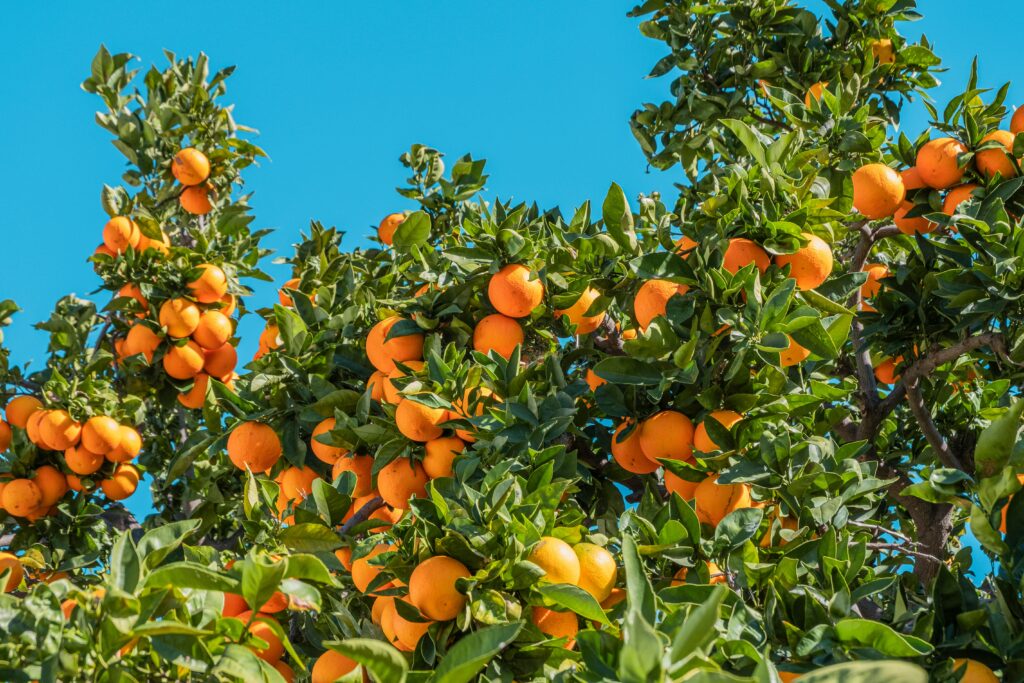 Mandarin tree and blue sky