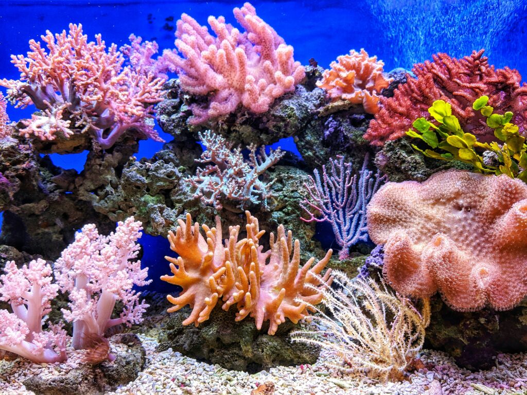 Australian reefs underwater