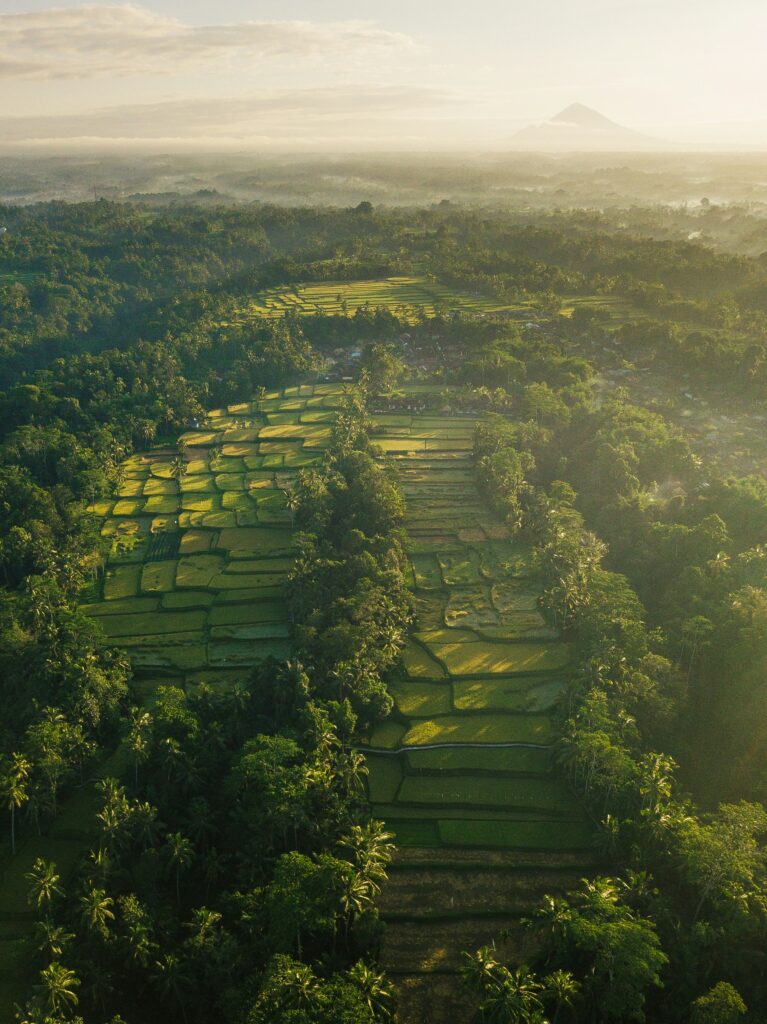 Endless green fields in Bali at sunset